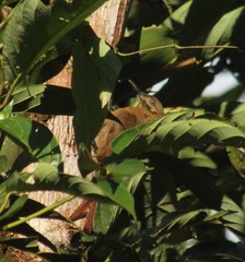 Dendrocincla fuliginosa