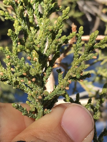 Juniperus arizonica × coahuilensis