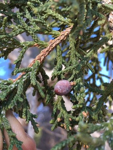 Juniperus arizonica × coahuilensis