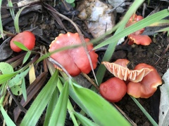 Hygrocybe