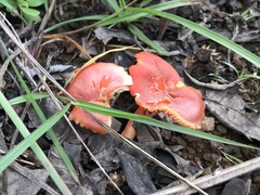 Hygrocybe
