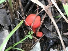 Hygrocybe