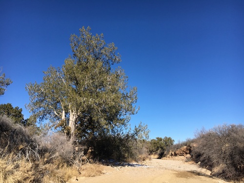 Juniperus arizonica × coahuilensis