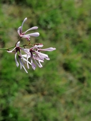 Brachystelma rubellum