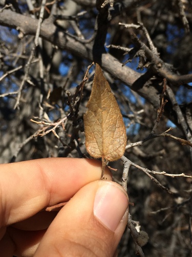 netleaf hackberry