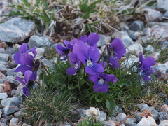 Viola alpina