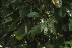 Mitrospingus cassinii