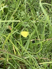 Eurema brigitta