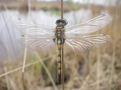 Leucorrhinia rubicunda
