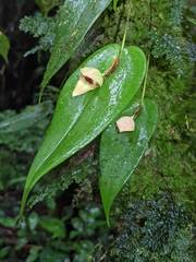 Pleurothallis palliolata