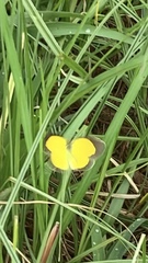 Eurema brigitta