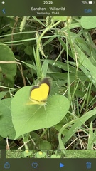 Eurema brigitta