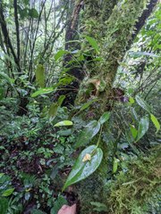 Pleurothallis palliolata