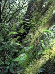 Pleurothallis palliolata