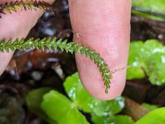 Melpomene moniliformis