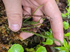 Melpomene moniliformis