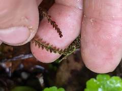 Melpomene moniliformis