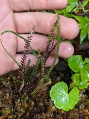 Melpomene moniliformis