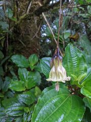 Merinthopodium neuranthum