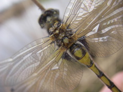 Leucorrhinia rubicunda