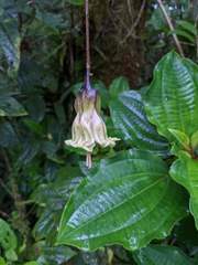 Merinthopodium neuranthum
