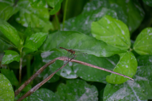 Wandering Percher