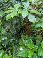 Merinthopodium neuranthum