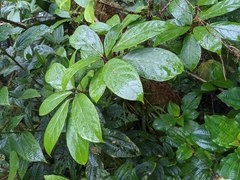 Merinthopodium neuranthum