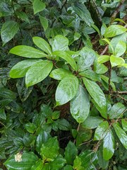 Merinthopodium neuranthum