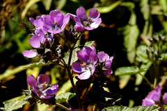 Tarasa capitata
