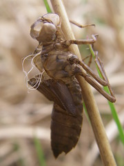 Leucorrhinia rubicunda