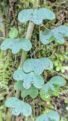 Passiflora lancearia