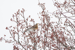 Turdus pilaris