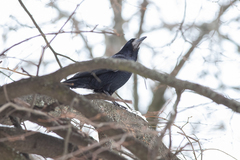 Corvus frugilegus