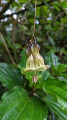 Merinthopodium neuranthum