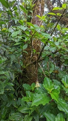 Merinthopodium neuranthum