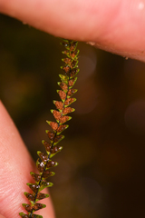 Melpomene moniliformis