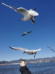 Chroicocephalus ridibundus