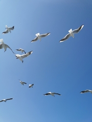 Chroicocephalus ridibundus