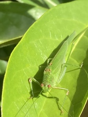Phaneroptera
