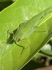 Phaneroptera