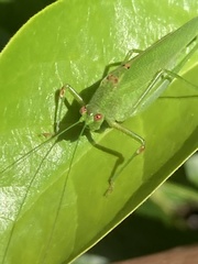 Phaneroptera