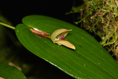 Pleurothallis palliolata