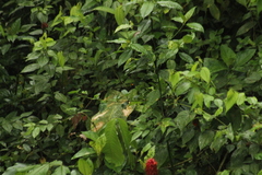 Tachyphonus delatrii