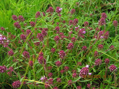 Thymus pannonicus