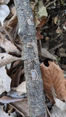 Peniophora albobadia
