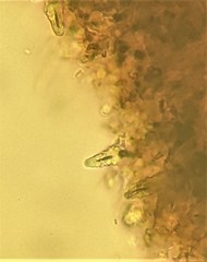 Peniophora albobadia