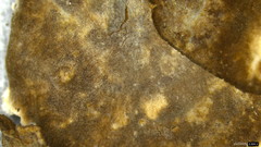 Peniophora albobadia
