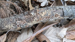 Peniophora albobadia