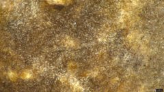 Peniophora albobadia